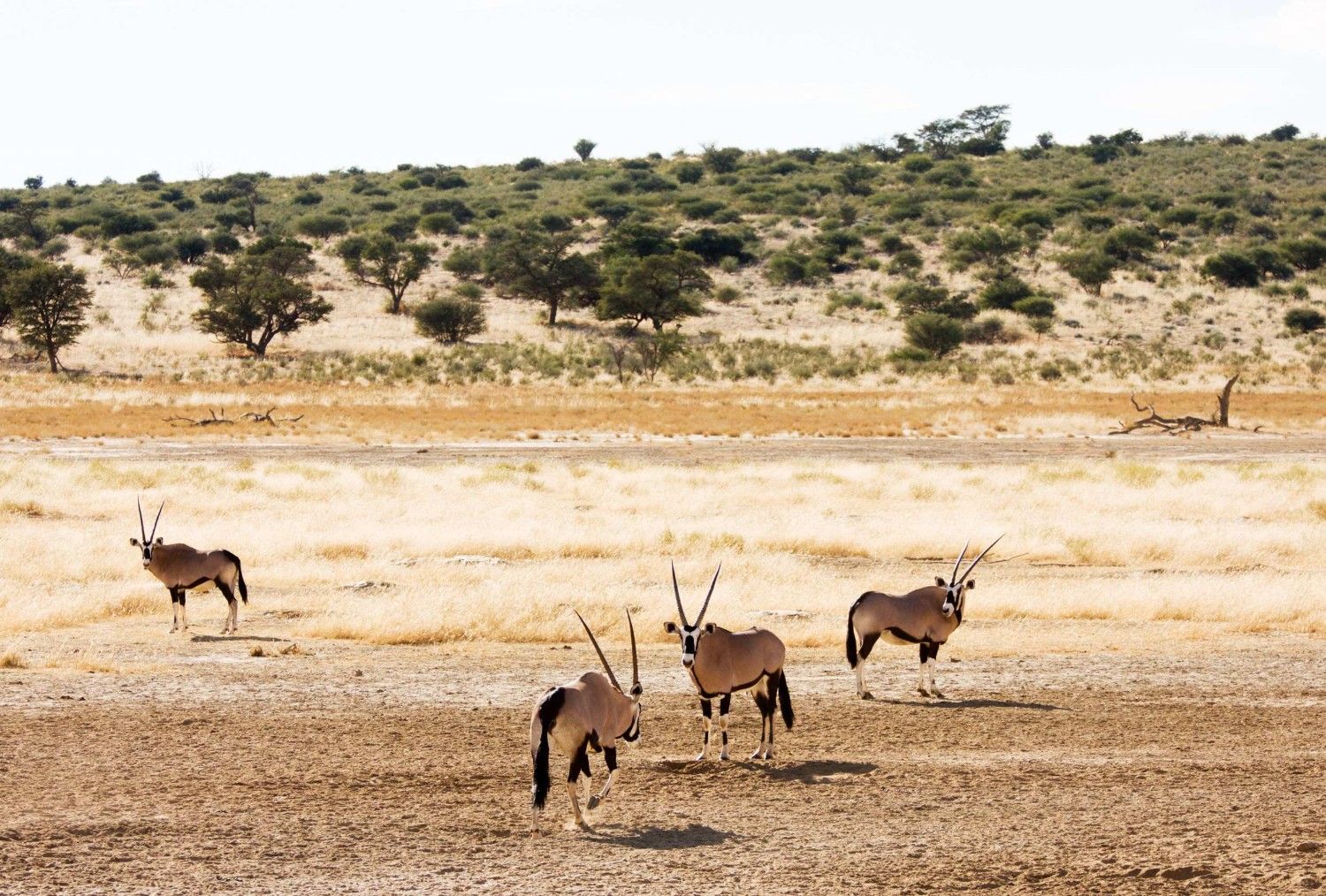 A Family Of Gemsbuck Grazing In The Kalahari Game Reserve