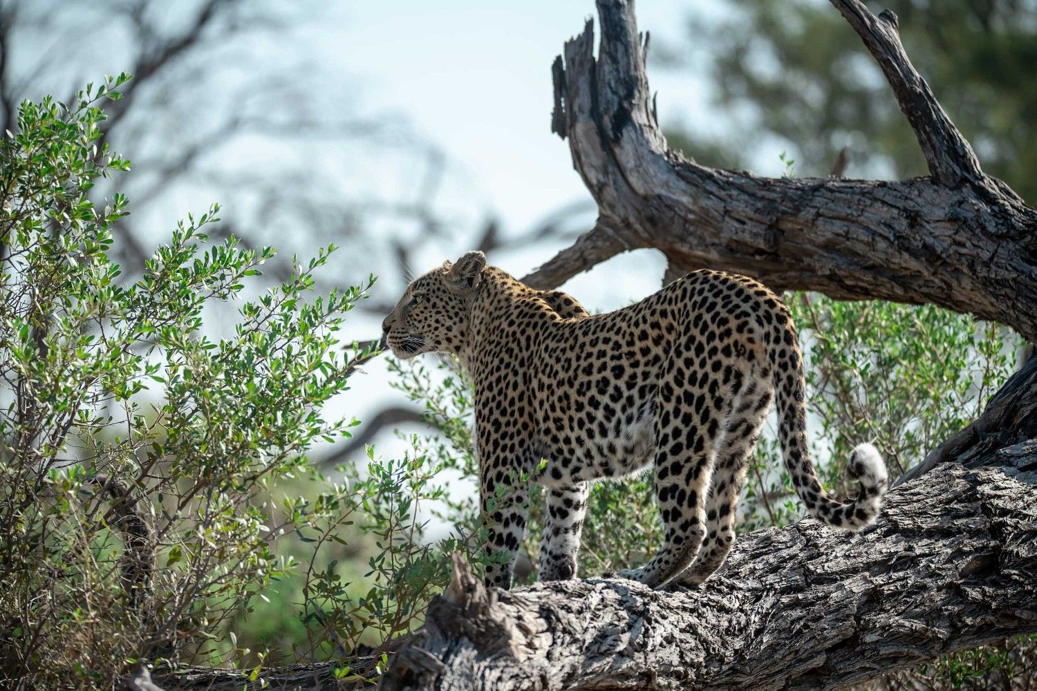 A Lone Leopard Staring Off Into The Distance In Moremi Game Reserve