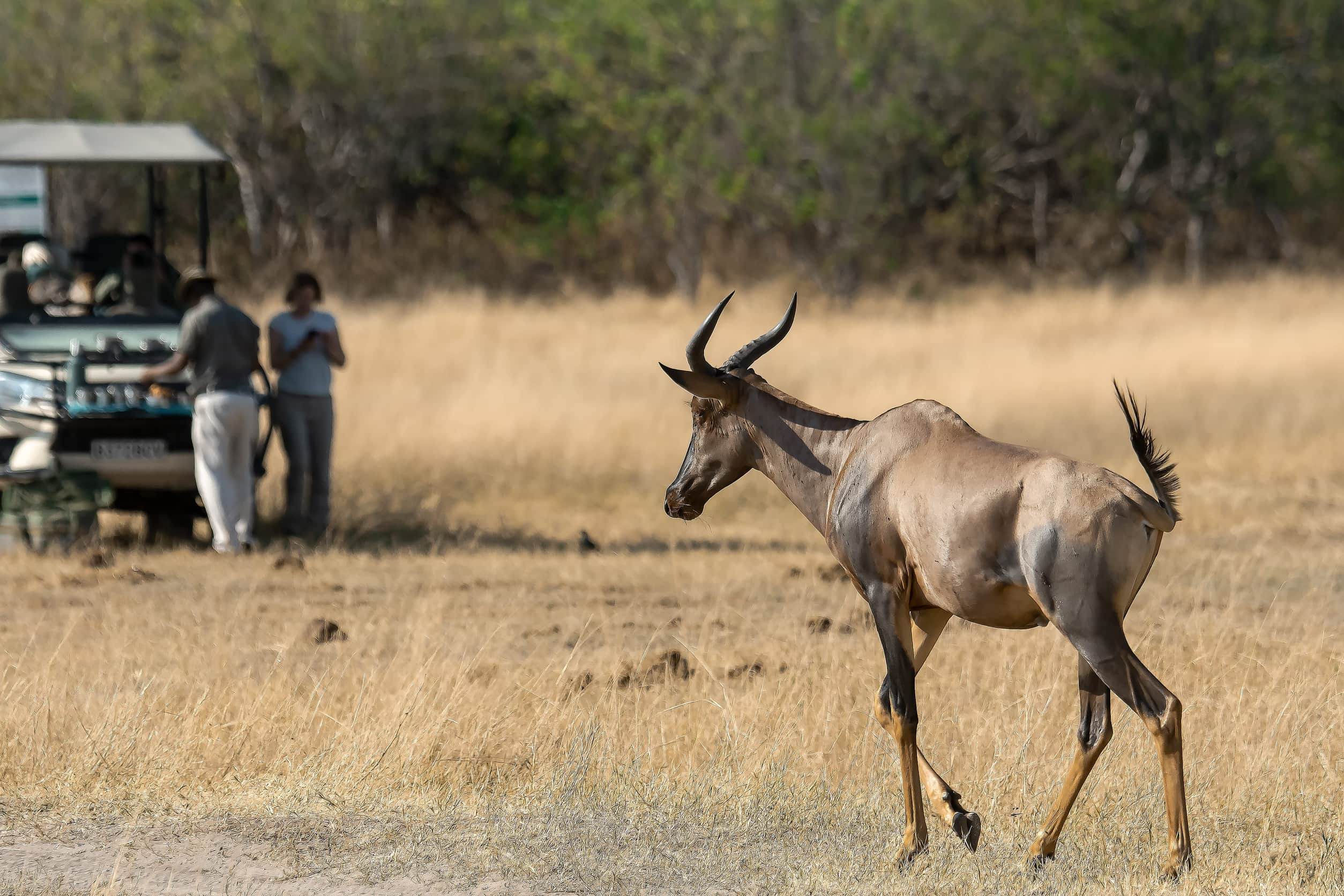 A white-tailed Hartebeest walking in front of a safari car in Botswana