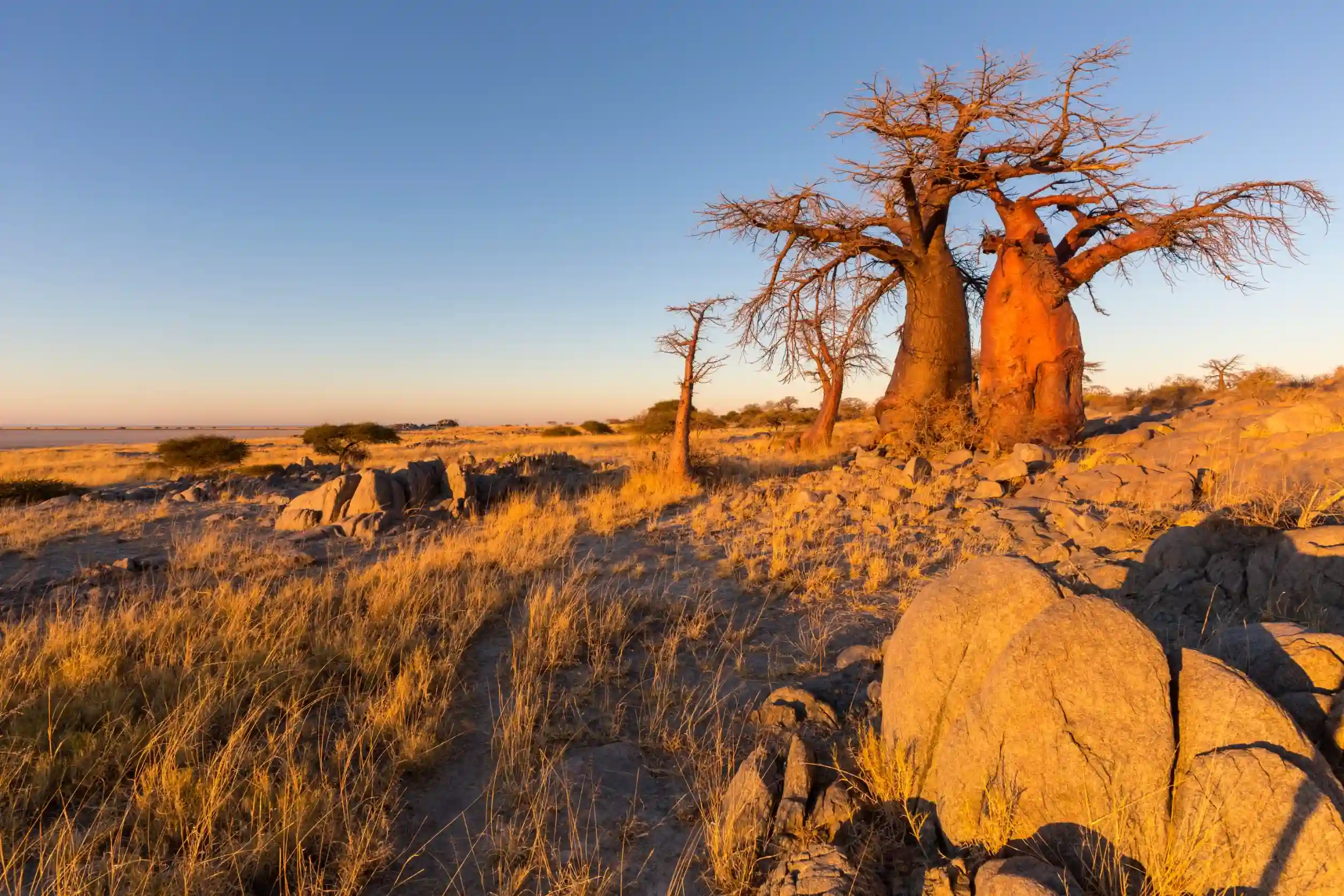 baobab s in the early morning light