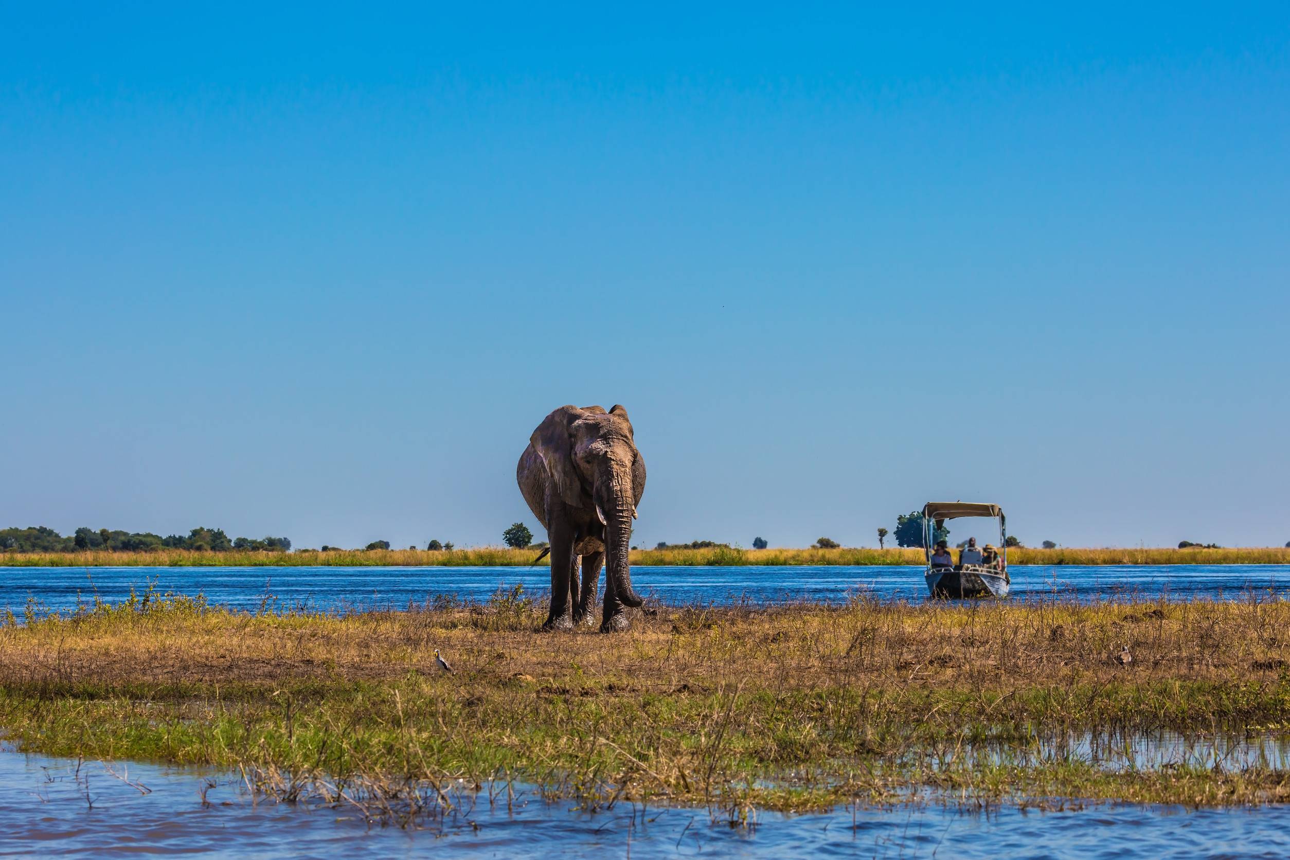 Fascinating Journey To Africa Tourists With Boats Watching The Elephant Loner