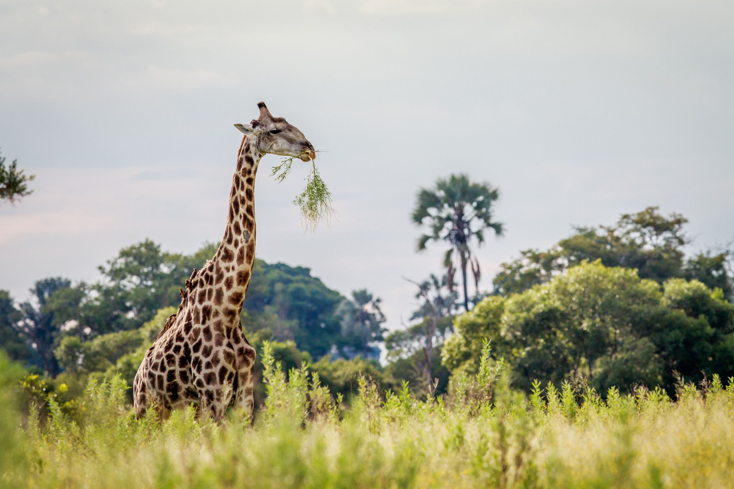 Giraffe In The Grass In The Okavango Delta Botswana