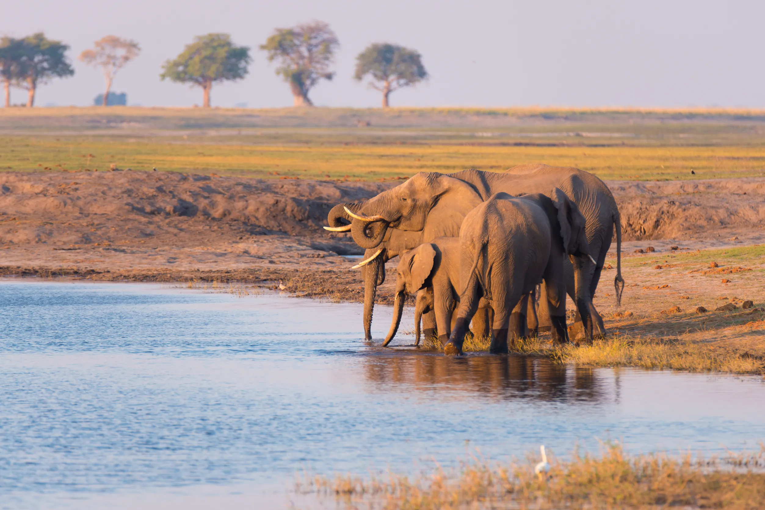 group of african elephants drinking water from chobe river at sunset wildlife safari