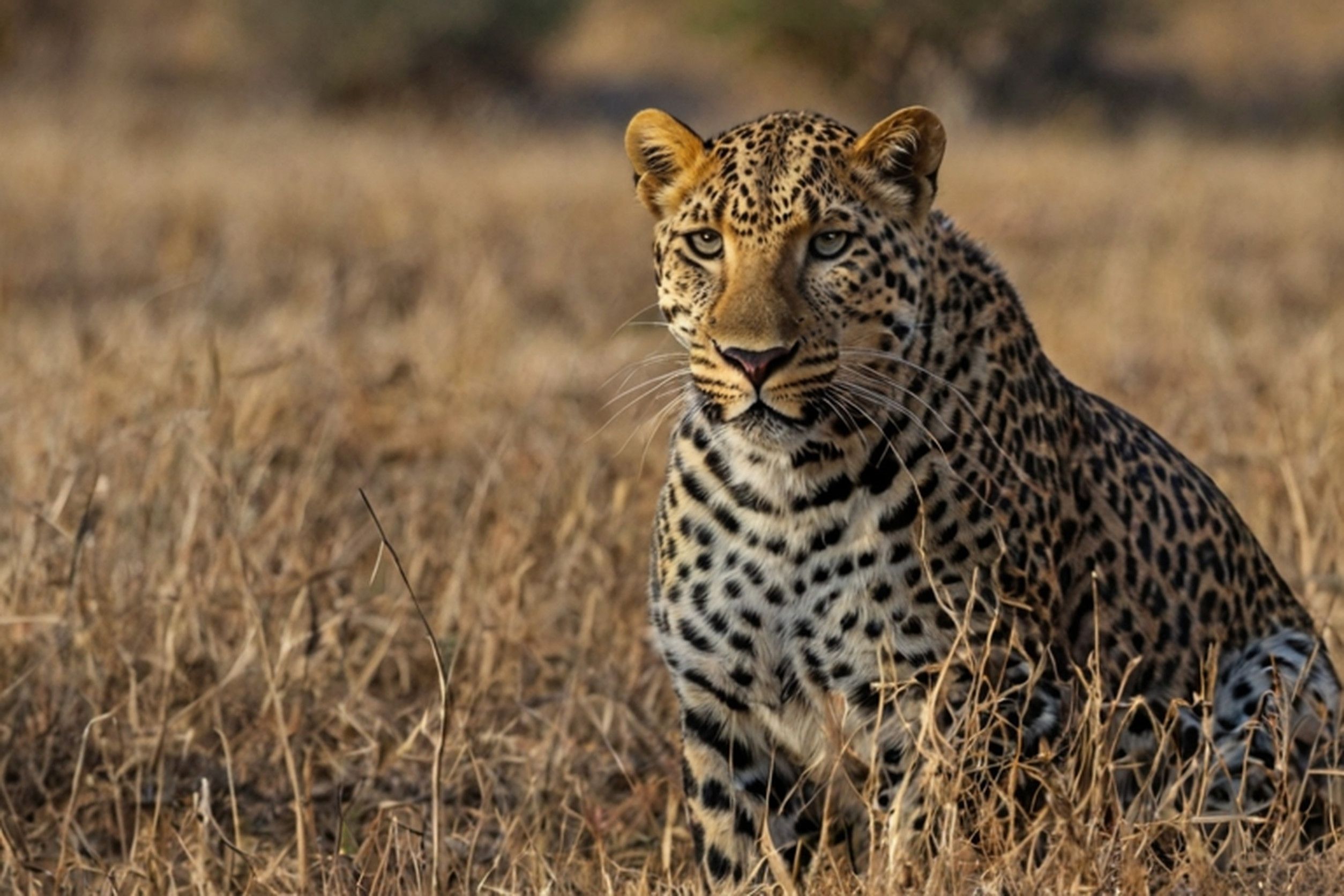 Leopard In The Okavango Delta Moremi National Park In Botswana
