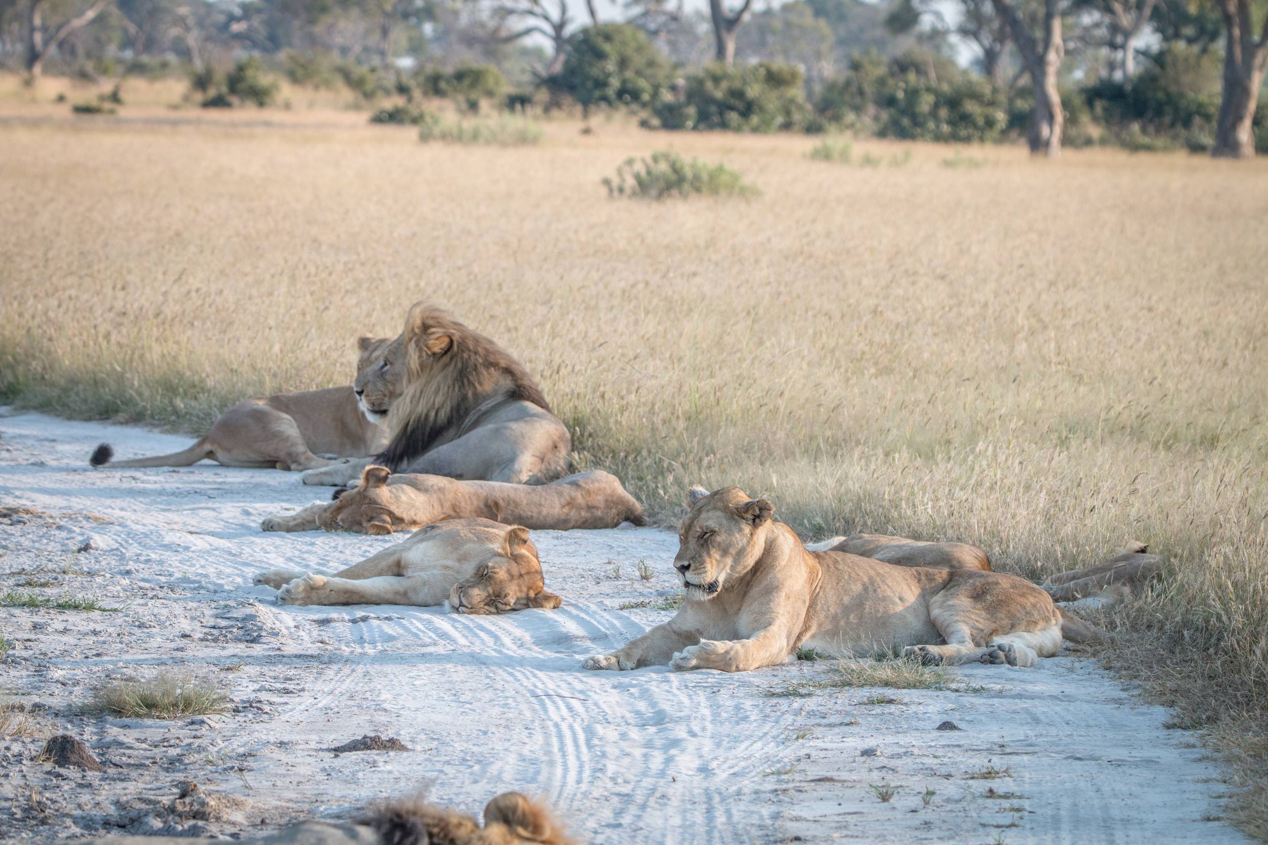 Lions Sleeping On The Road In The Chobe National Park Botswana