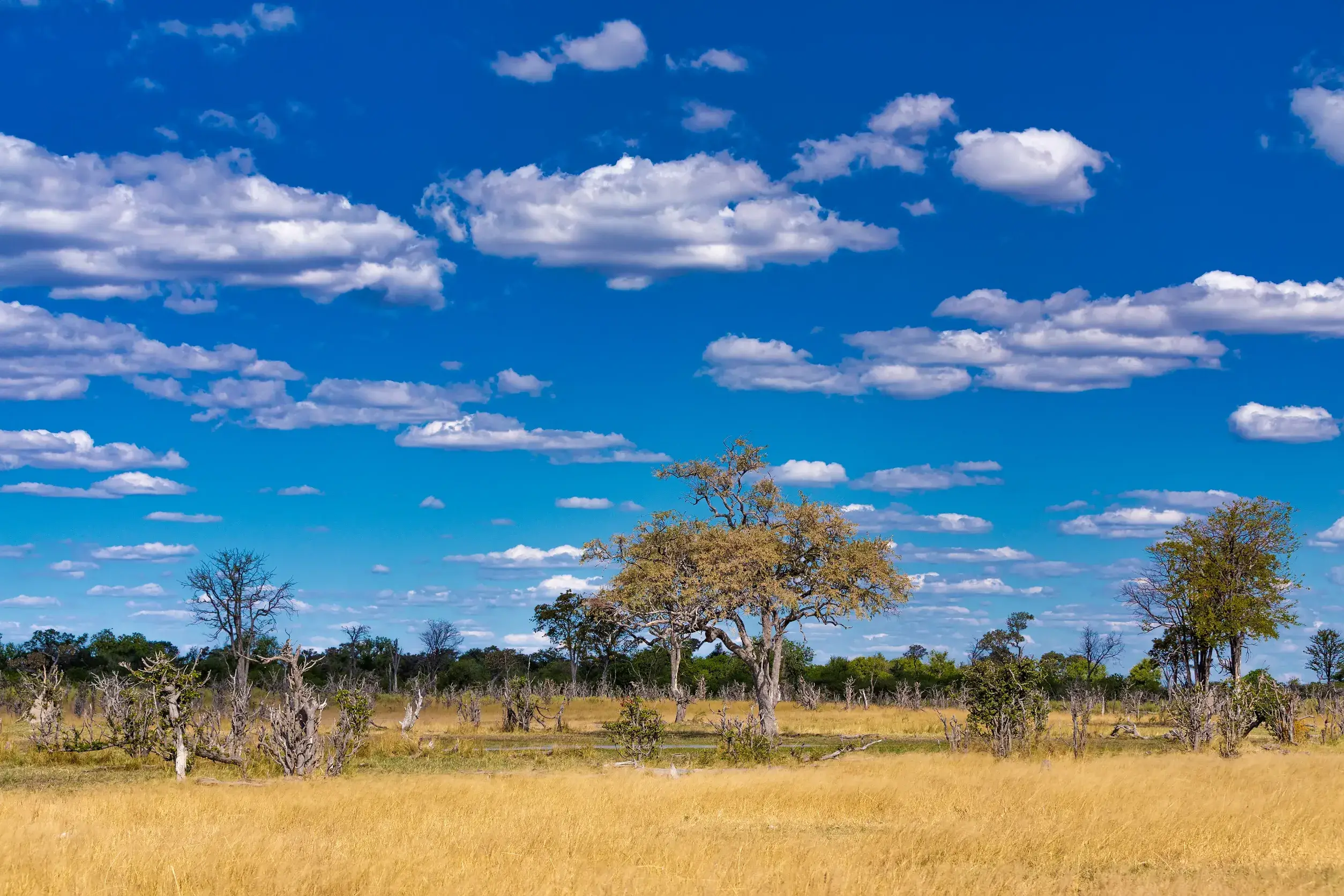 moremi game reserve okavango delta botswana africa wilderness