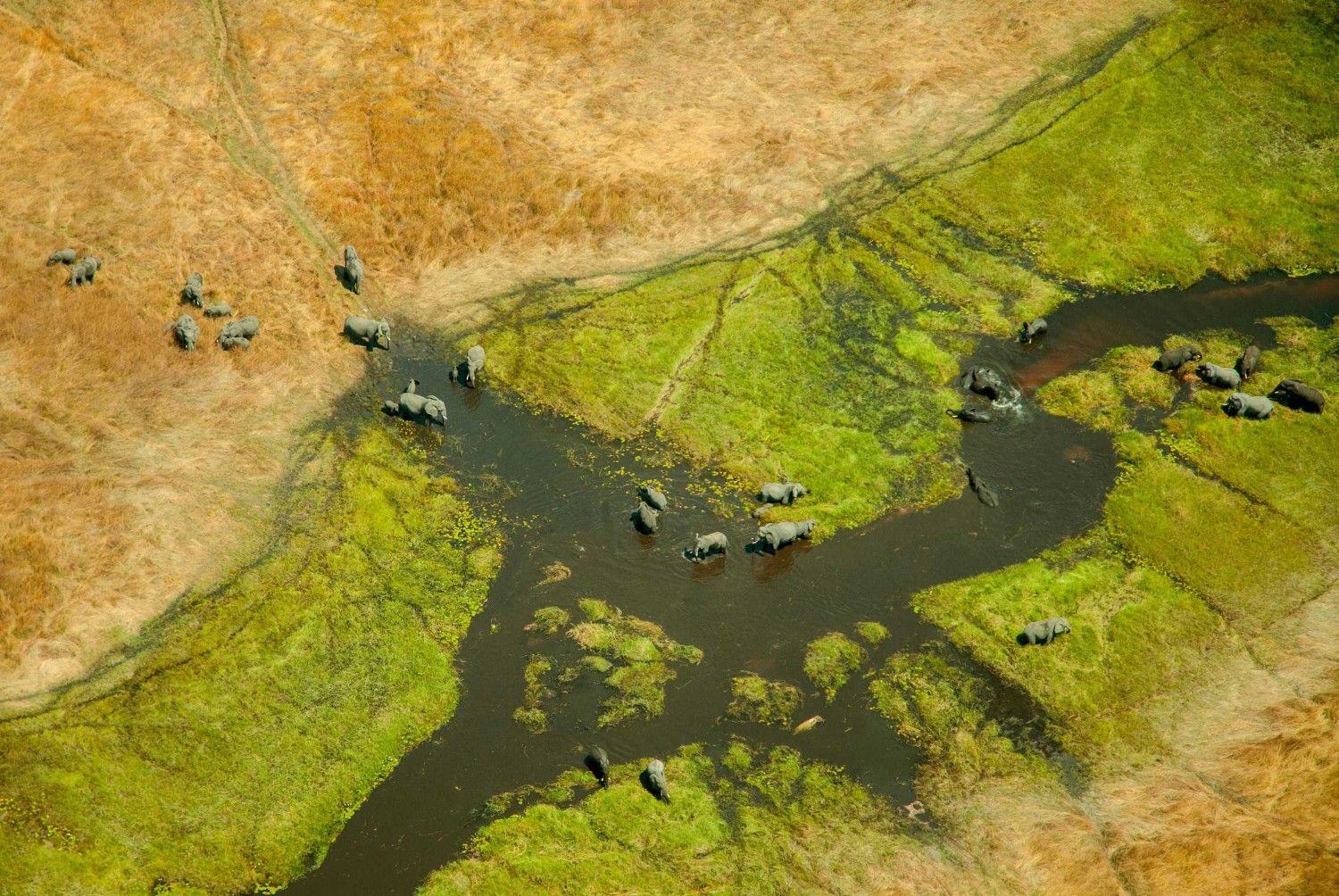 Overhead View Of A Bunch Of Elephants In The Okavango Delta In Botswana
