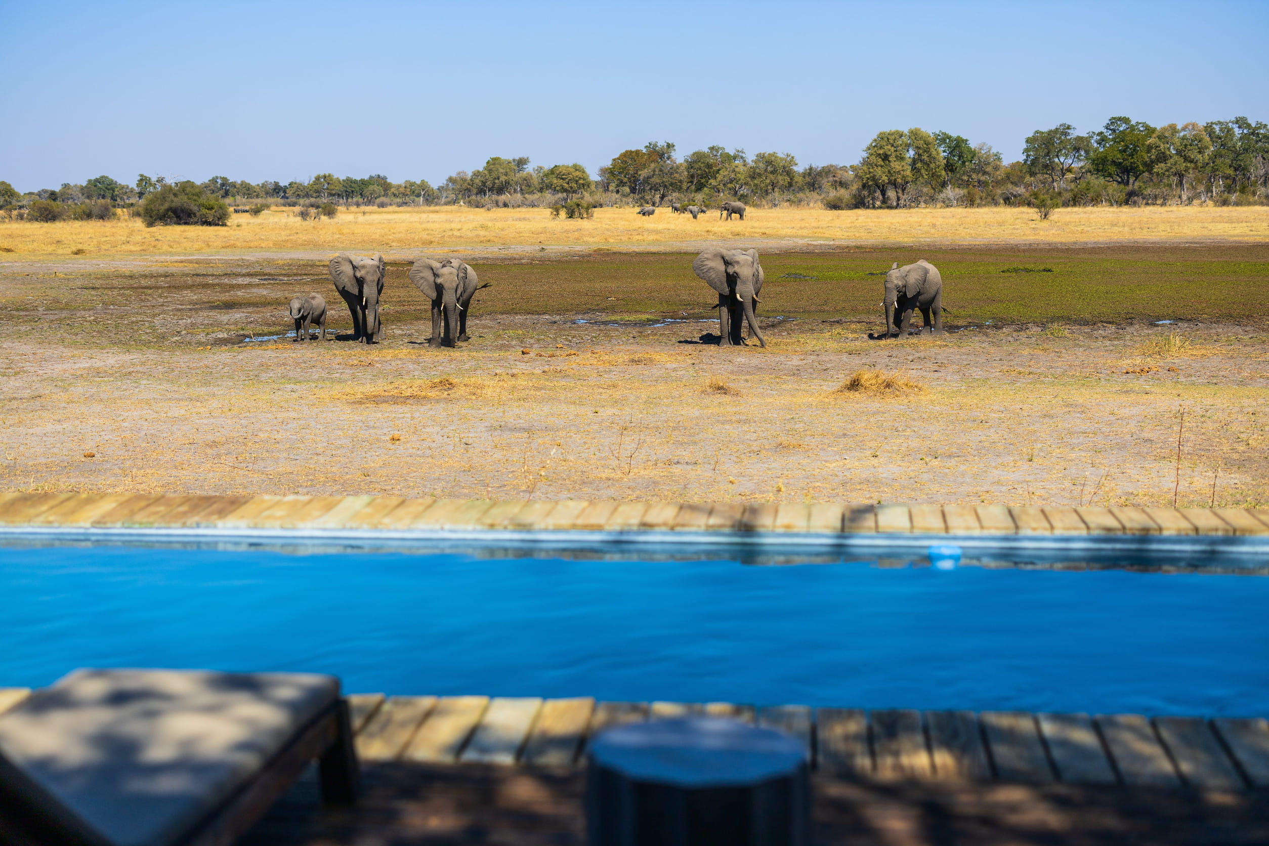 View of elephants in front of a luxury resort in Botswana