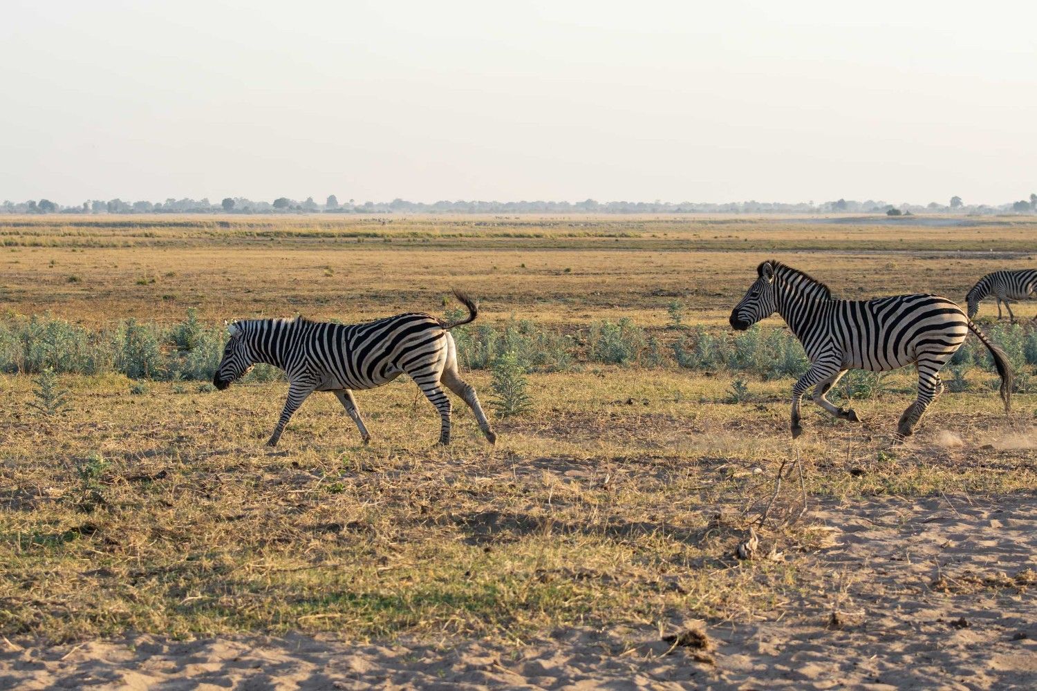 Zebras Running In The Evening Sun In Chobe National Park In Botswana